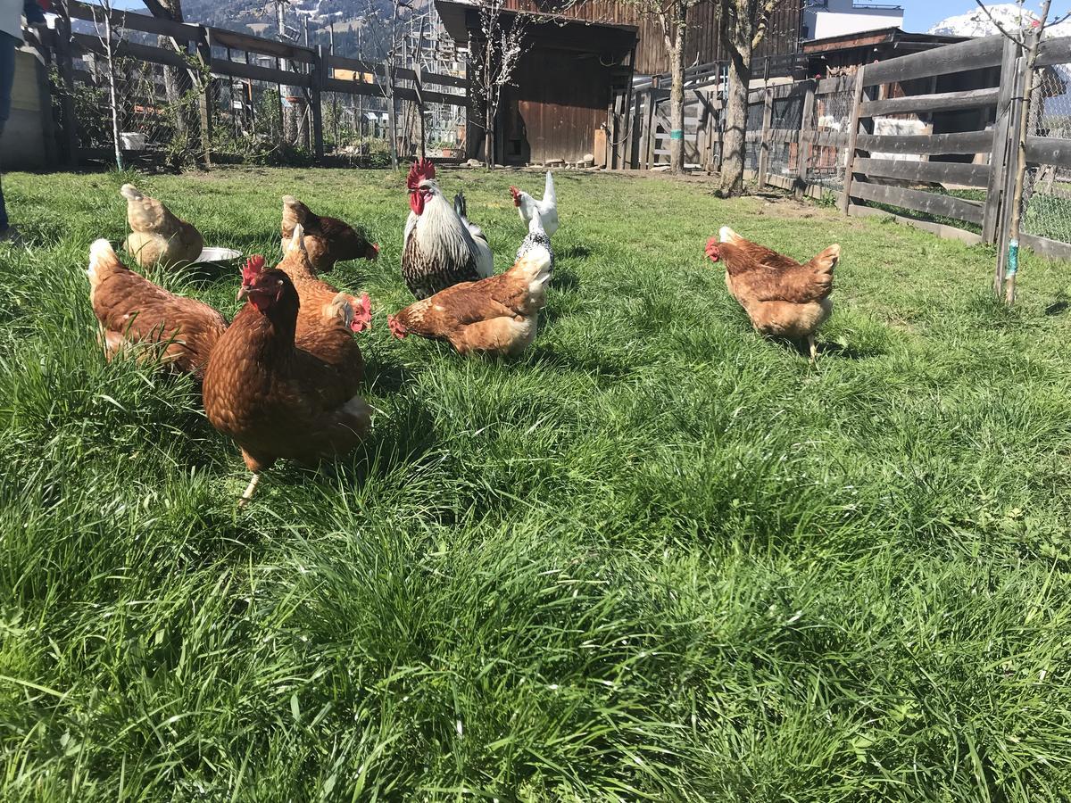 Appartamento Albeinelerhof Arzl im Pitztal Esterno foto